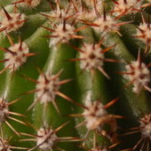 (jakiś) Kaktus