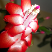 Kaktusowy kwiat;)