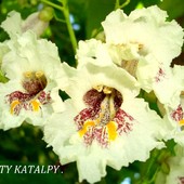 Katalpa/surmia-jej kwiaty.
