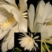 Królowa Jednej Nocy.''Epiphyllum Oxypetallum''.