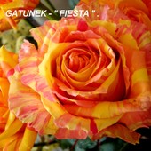 Królowa Kwiatów odmiany ''fiesta''.