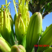 kwiat  agawy z  bliska