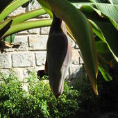 Kwiat  bananowca/Fot.z Kuby/.