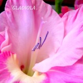Kwiat gladioli.