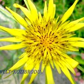  Kwiat Kozibrodu.
