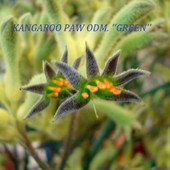 Kwiatki Kangaroo Paw