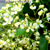 Kwiatki Skimmi odmiany -''Tereza''