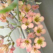 Kwiaty Calanchoe Pin