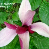 Magnolia- ''Nigra''.