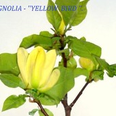 Magnolia ''Yellow 