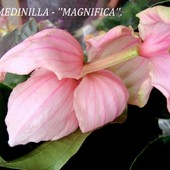 Medinilla-''Magnif