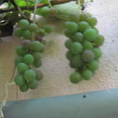 Moje winogrona