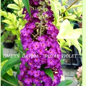 Omżyn davida-''Royal Violet''