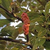 Owoc Magnolii Lennei.