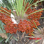 owoce palmy  daktylowej