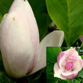  Pąk i kwiat magnolii.