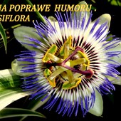  Passiflora-Męczennica.