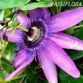  Passiflora.