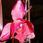 Phalaenopsis peloric