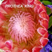 Prothea King-różow