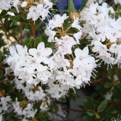 Rododendron impedium-''Billy Nowinka.