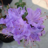 Rododendron impedium-''Blue Tit  Mago''.