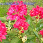 Rododendron-kolor bordo'.
