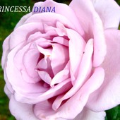 Róża-''Pricessa Diana''.