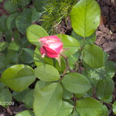róża biało czerwona