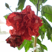 Róża Chińska