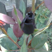 róża czarna