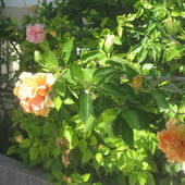 Różowa I Herbacian
