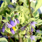 Solanina Delcamara-krzew.