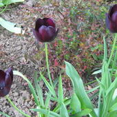 tulipan/fotka z wiosny/.