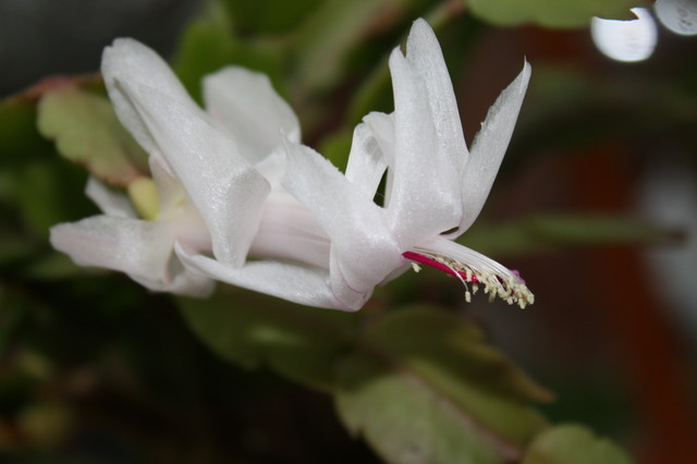 białe kwiatki grudnika