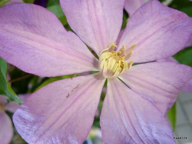 Clematis delikatnie różowo fioletowy.