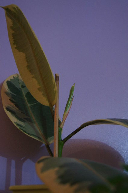 Ficus elastica variegata -odsadka (11'2011)