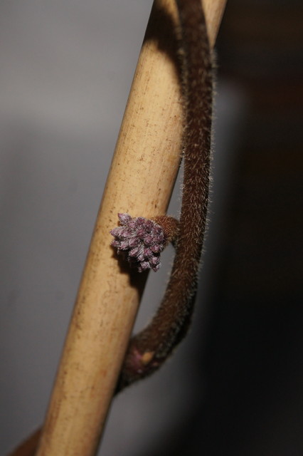 Hoya carnosa variegata - pączek