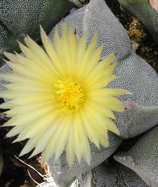 Kaktus -  Astrophytum