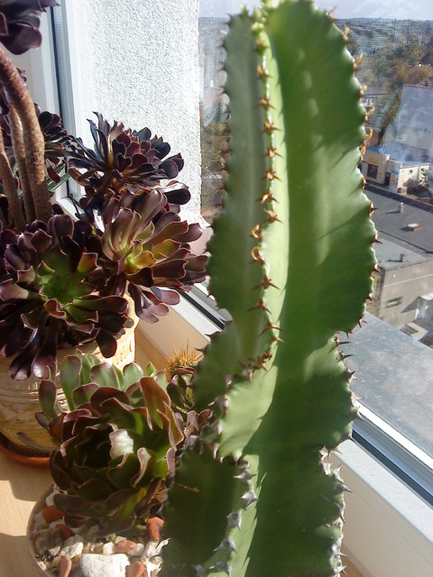 kaktus iaeonium