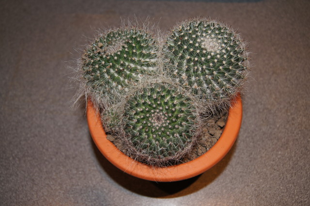 Kaktus: Mammillaria hahniana