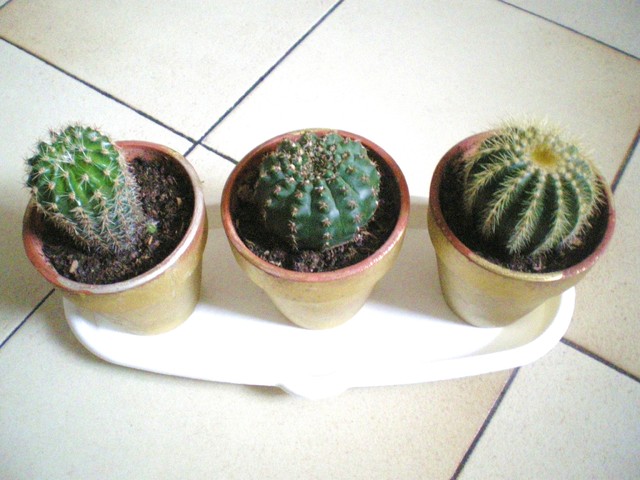 Kaktusy zestaw II