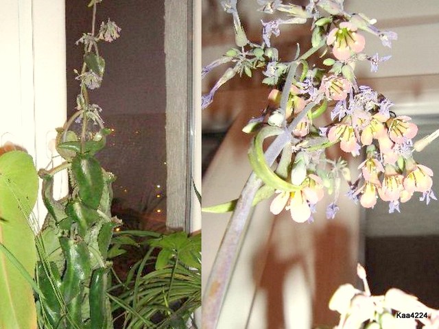 Kalanchoe Daigremontiana-roślina i jej kwiaty.