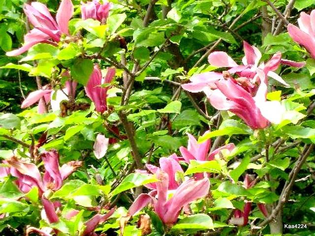 Krzew magnolii-''Nigra''.