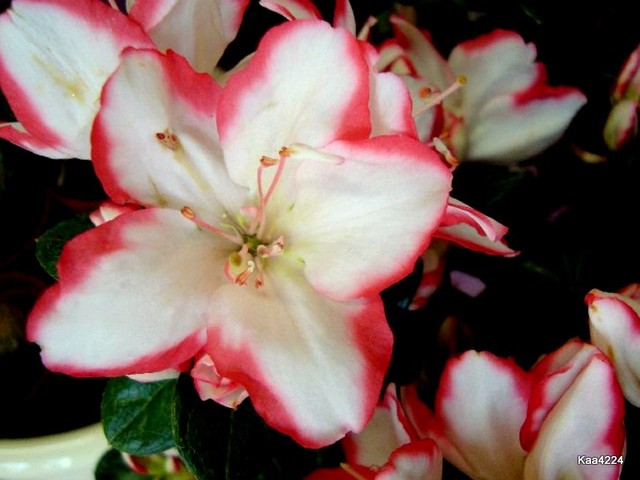 Kwiatek fiołka afykańskiego-Saint Paulia.