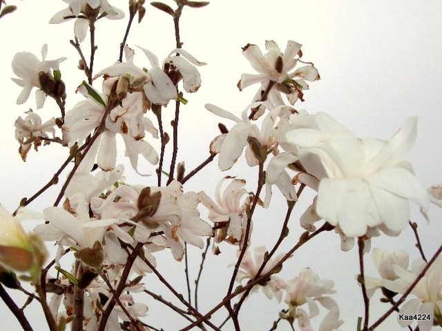 Kwiaty magnolii stellata-''Rosca''.