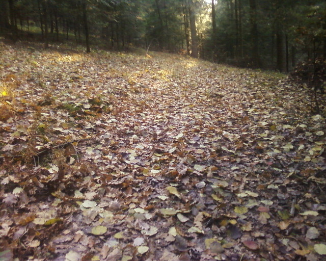 Leśny jesienny dywan ;)