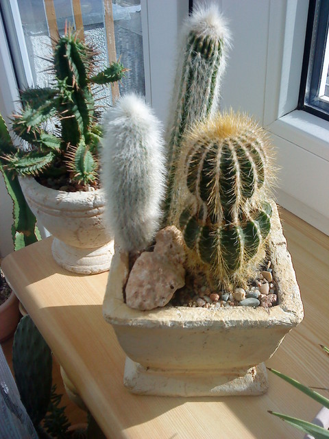 moje kaktusy