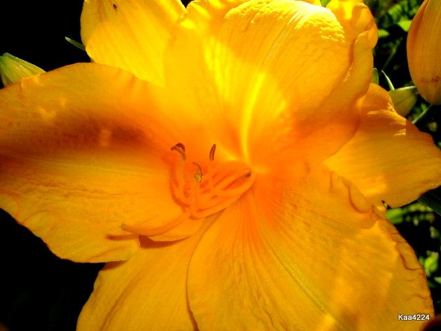Moje ulubione lilie złote prześwietlone słoneczkiem.