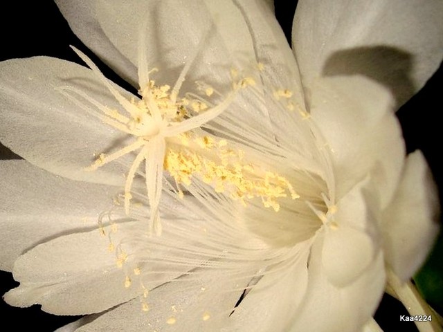 Na Dobranoc mili-Epiphyllum Oxypelatum/Królowa Jednej Nocy/.